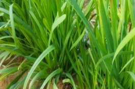 一斤石榴多少钱，石榴种植前景