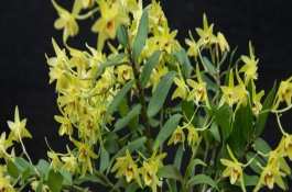 石斛的种类有哪些,几个石斛的主要产地