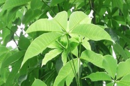 七叶树栽培技术，七叶树播种繁殖