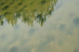 虾塘有虾苗能撒石灰吗，虾塘水浓绿如何处理