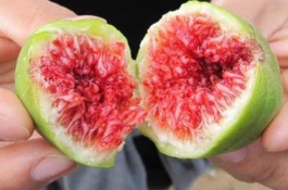 阿图什市有哪些特产，乌恰阿魏菇