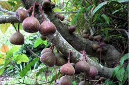 榴莲很贵，但为什么在中国很少种植呢，榴莲生长周期长