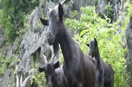 什么品种的黑山羊好，四川金堂黑山羊