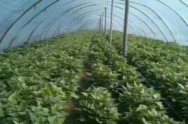 红薯种植者要想预防地下虫害，应该掌握哪些技巧，选用抗病品种