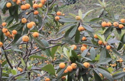 安徽黄山徽黄山特产