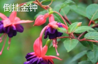 春天有什么花