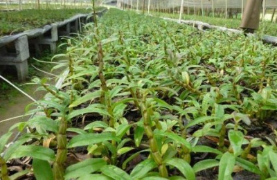 陕西种什么药材最赚钱?这六种亩利润几万