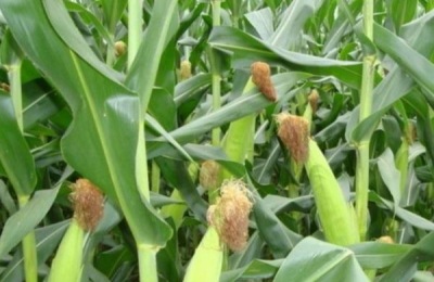 胜美999玉米品种介绍，适合哪里种植，产量如何