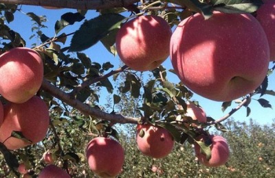 橘子适合种植在哪里？常见品种有哪些