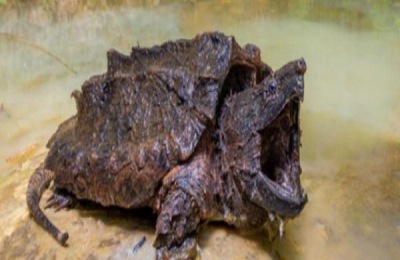 鳄龟怎么养长得快