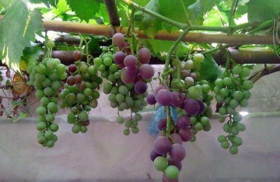 早红李的产地在哪里？有哪些优质李子品种