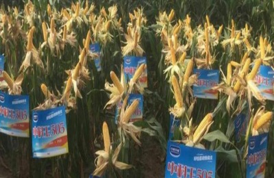 中科505和中科玉505有区别吗