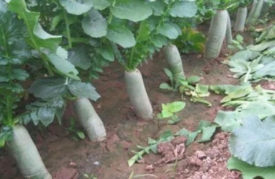 青萝卜种植株距与行距是多少,附青萝卜的种植方法