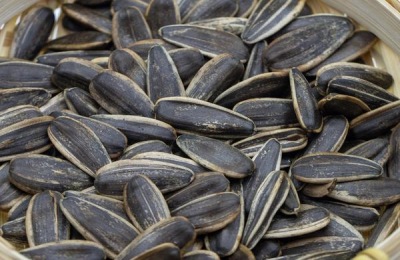 葵瓜子在中国的产地在哪里?葵瓜子有哪些常见品种