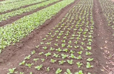 上海青亩产量多少斤,附种植方法