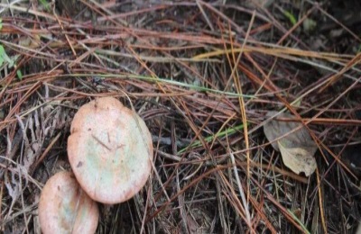 湘西吉首有哪些优质土特产