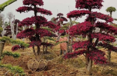 红花继木的种植技术,在微酸性土壤中生长良好