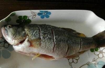 鲈鱼养殖技术有哪些