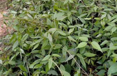 八月炸种植技术和土壤要求，八月炸适合哪些地区种植