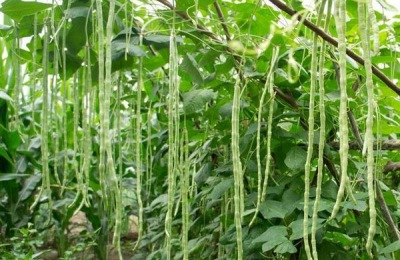 什么是豆角,豆角没熟会不会中毒