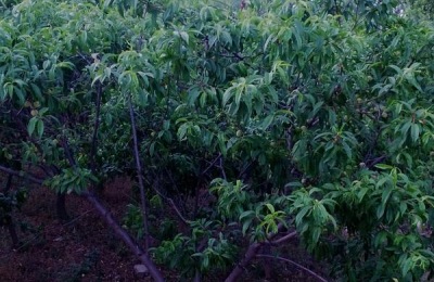 早丰王桃树品种介绍