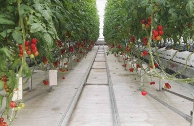 黄土豆产地在哪里?有哪些优质品种