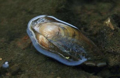圆顶珠蚌产自哪里？常见品种有哪些