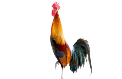 公鸡的尾巴有什么作用