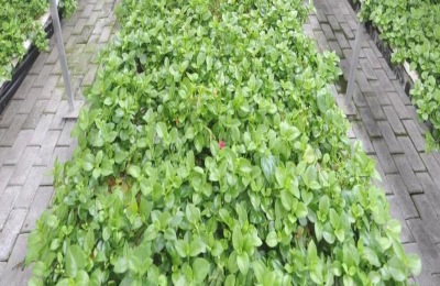 摆摊卖什么蔬菜最赚钱？这六种蔬菜很受消费者欢迎