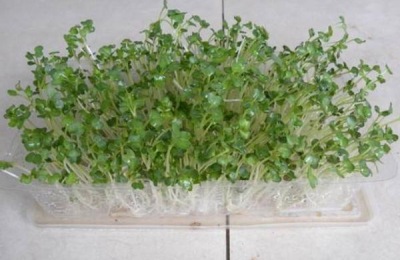 家庭室内无土种植蔬菜