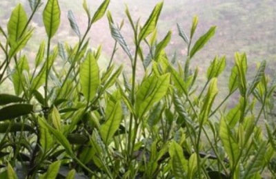 六安瓜片是什么茶