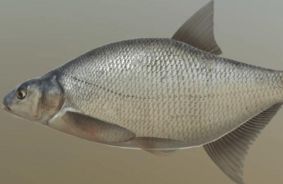 鳊鱼吃什么食物长大,附养殖方法