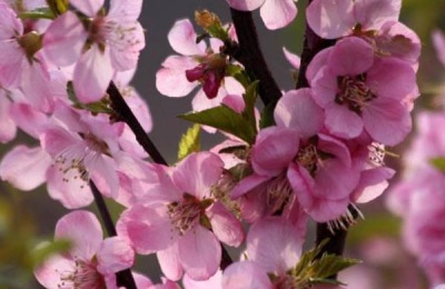 湖北石首市有哪些特产