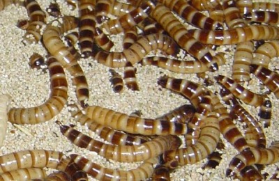 一斤黄粉虫的养殖成本是多少？养殖前景如何