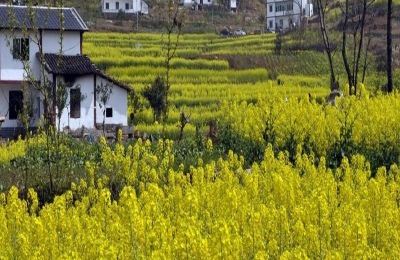 今年花棒种子的收购价格是多少?花棒的种植前景如何