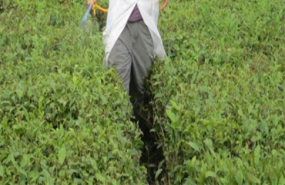 辣椒用什么肥料？肥料的特点是什么