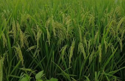 鸿鹏158水稻品种介绍,适合哪里种植,产量如何