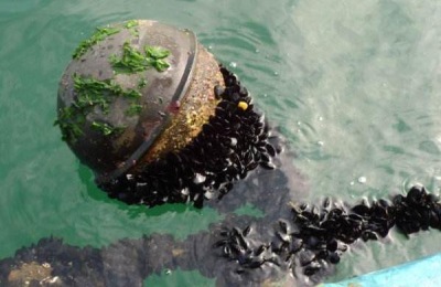 海虹产地在哪里？海虹养殖前景分析