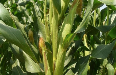 云莓的市场价格是多少？云莓种植前景分析(附云莓种植技术)