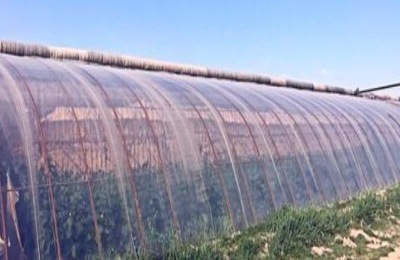 什么样的塑料大棚赚钱