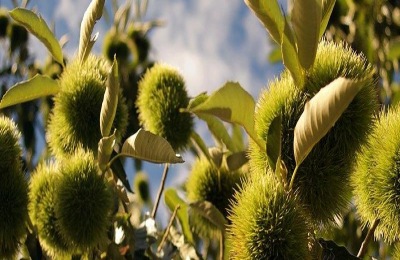 栗子的产地在哪里？有哪些品种