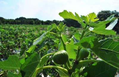 哪个品种的无花果耐寒好吃？北方可种这七个品种