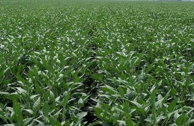 大豆产地在哪里?有哪些优质品种