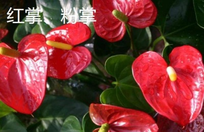 粉玫瑰的产地在哪里?有哪些品种