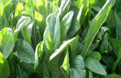 菊苣的别名叫什么