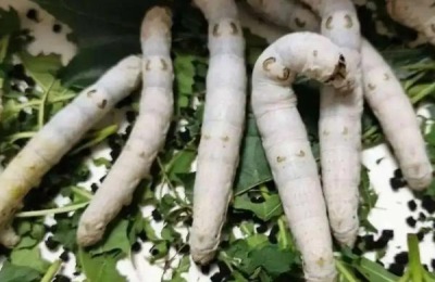 蚕种怎么孵化,孵化出来怎么养
