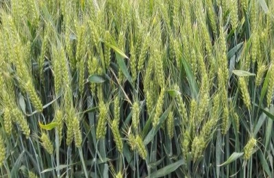 优质小麦品种有哪些