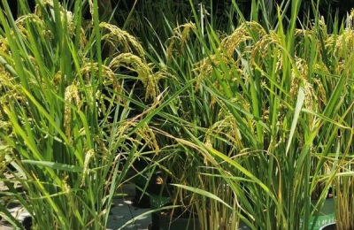 一株黄香密葡萄苗多少钱？主要特点是什么