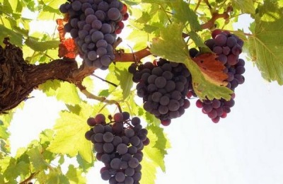 一棵红蜜葡萄苗多少钱?种植前景如何