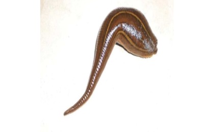 水蛭的市场价格会上涨吗？养一亩水蛭能赚多少钱